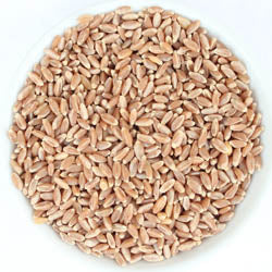 WHEAT BERRIES, HARD RED SPRING, ORGANIC 50 LB BAG