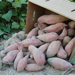 BEYOND ORGANIC SWEET POTATOES, APPROX 25 LBS